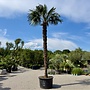 Trachycarpus fortunei (Chinese henneppalm) 310 cm stamhoogte