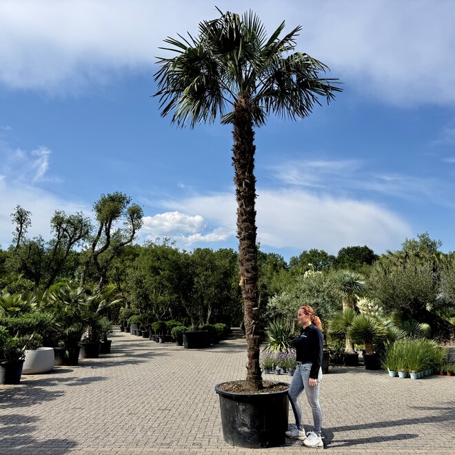Trachycarpus fortunei (Chinese henneppalm) 310 cm stamhoogte