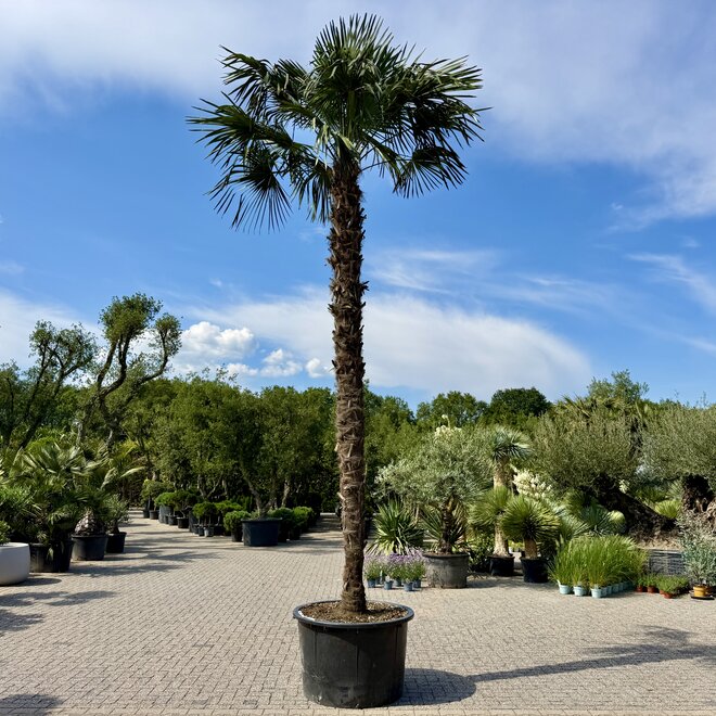 Trachycarpus fortunei 320 cm stamhoogte