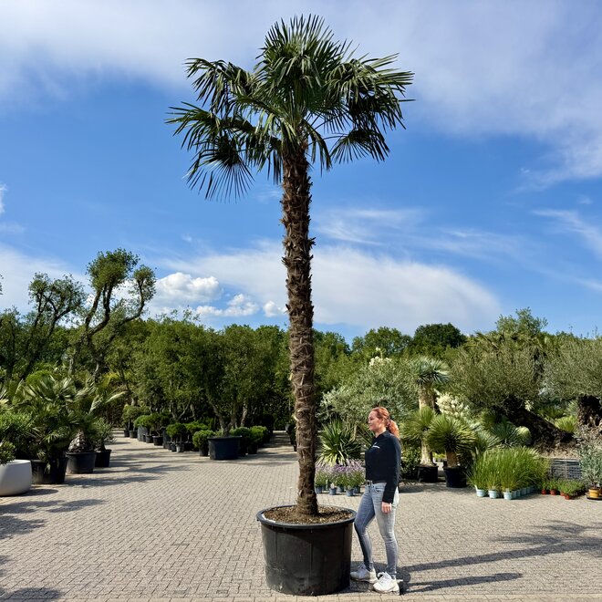 Trachycarpus fortunei (Chinese henneppalm) 320 cm stamhoogte