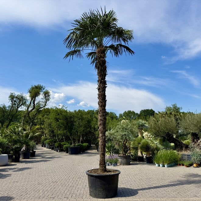 Trachycarpus fortunei (Chinese henneppalm) 330 cm stamhoogte