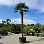 Trachycarpus fortunei (Chinese henneppalm) 330 cm stamhoogte