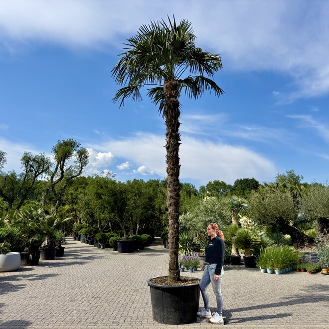 Trachycarpus fortunei (Chinese henneppalm) 330 cm stamhoogte