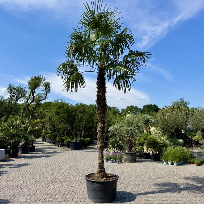 Trachycarpus fortunei 340 cm stamhoogte