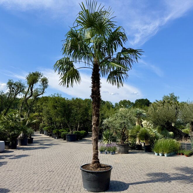 Trachycarpus fortunei (Chinese henneppalm) 340 cm stamhoogte