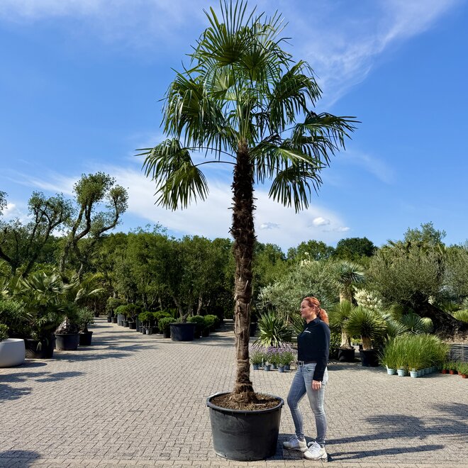 Trachycarpus fortunei (Chinese henneppalm) 340 cm stamhoogte