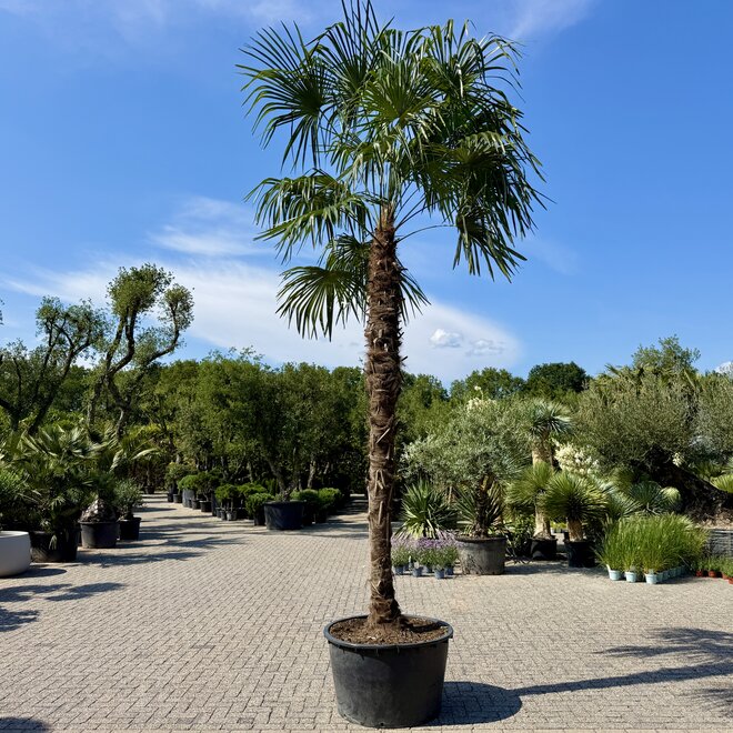 Trachycarpus fortunei (Chinese henneppalm) 350 cm stamhoogte