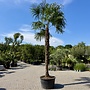 Trachycarpus fortunei (Chinese henneppalm) 350 cm stamhoogte