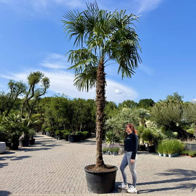 Trachycarpus fortunei (Chinese henneppalm) 350 cm stamhoogte