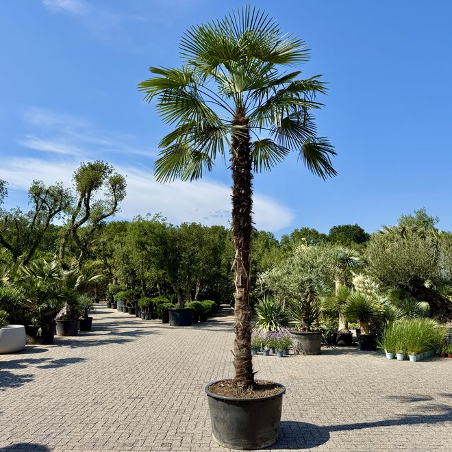 Trachycarpus fortunei (Chinese henneppalm) 360 cm stamhoogte