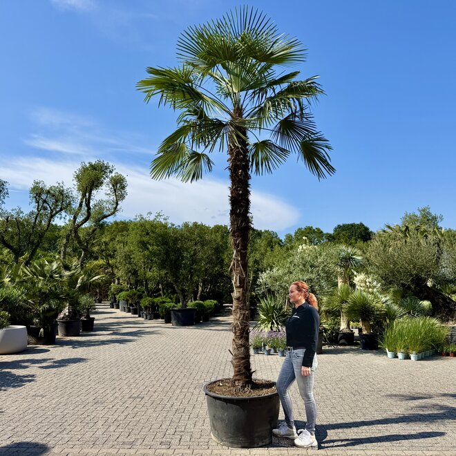 Trachycarpus fortunei (Chinese henneppalm) 360 cm stamhoogte