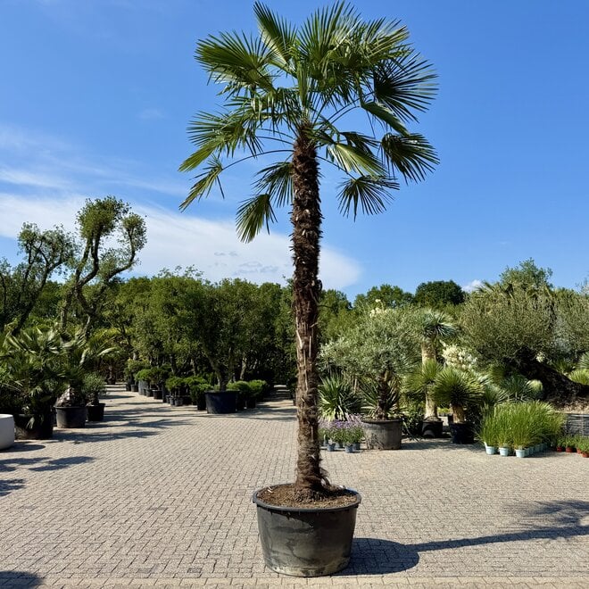 Trachycarpus fortunei (Chinese henneppalm) 390 cm stamhoogte