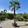 Trachycarpus fortunei (Chinese henneppalm) 390 cm stamhoogte