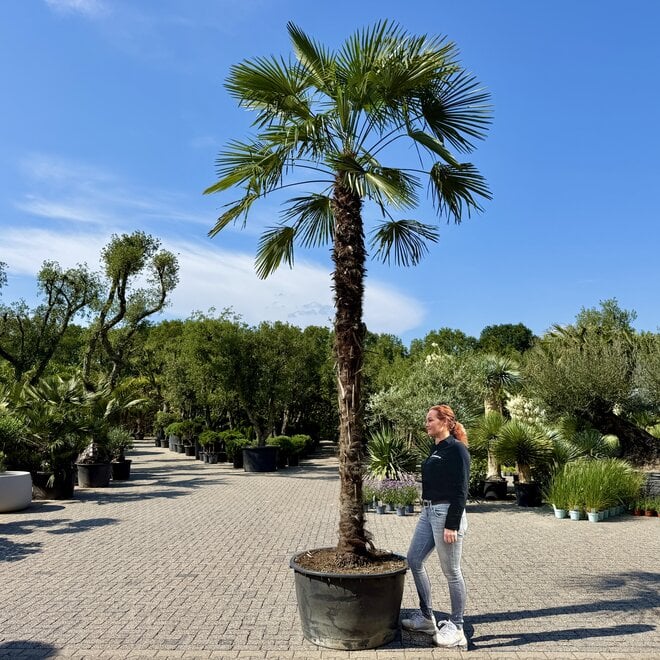 Trachycarpus fortunei (Chinese henneppalm) 390 cm stamhoogte