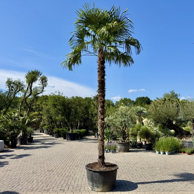 Trachycarpus fortunei 400 cm stamhoogte