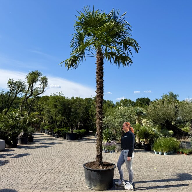 Trachycarpus fortunei (Chinese henneppalm) 400 cm stamhoogte