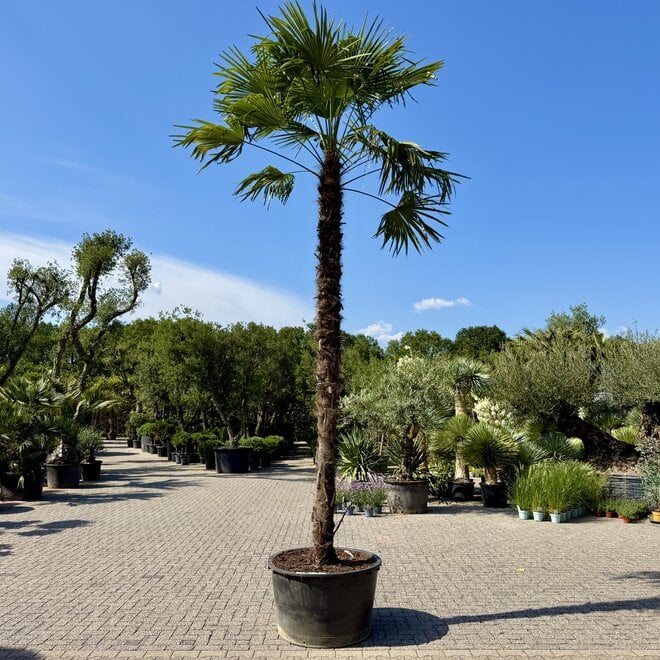Trachycarpus fortunei (Chinese henneppalm) 410 cm stamhoogte