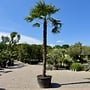 Trachycarpus fortunei (Chinese henneppalm) 410 cm stamhoogte