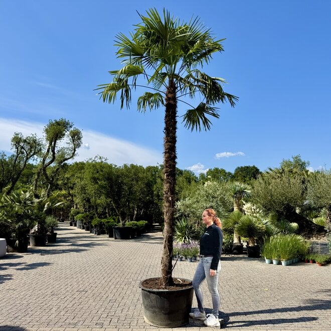 Trachycarpus fortunei (Chinese henneppalm) 410 cm stamhoogte