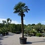 Trachycarpus fortunei (Chinese henneppalm) 420 cm stamhoogte