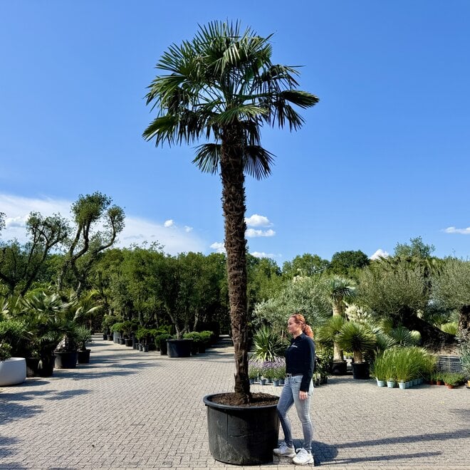 Trachycarpus fortunei (Chinese henneppalm) 420 cm stamhoogte
