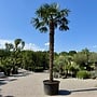 Trachycarpus fortunei (Chinese henneppalm) 430 cm stamhoogte