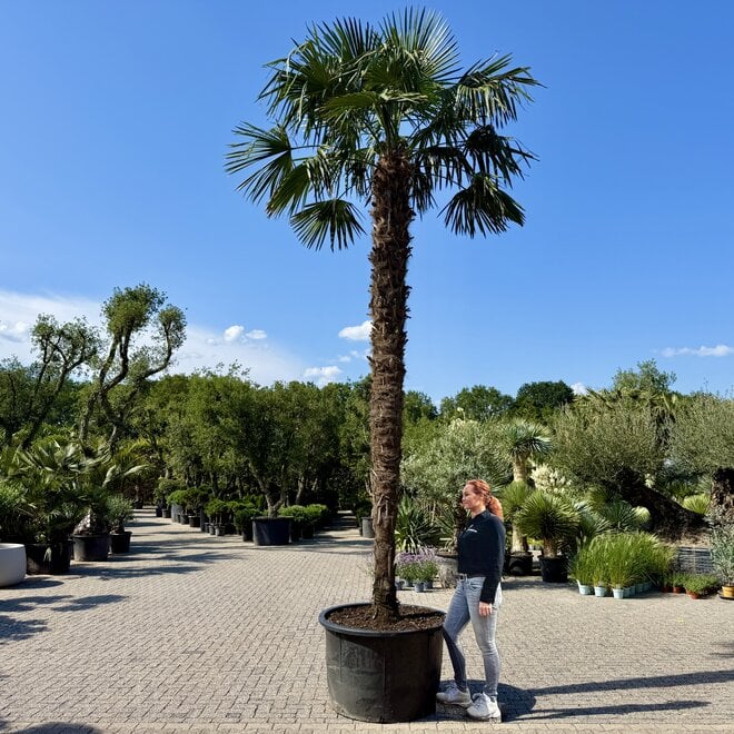 Trachycarpus fortunei (Chinese henneppalm) 430 cm stamhoogte