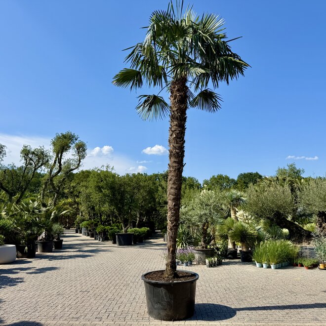 Trachycarpus fortunei (Chinese henneppalm) 440 cm stamhoogte