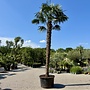 Trachycarpus fortunei (Chinese henneppalm) 440 cm stamhoogte