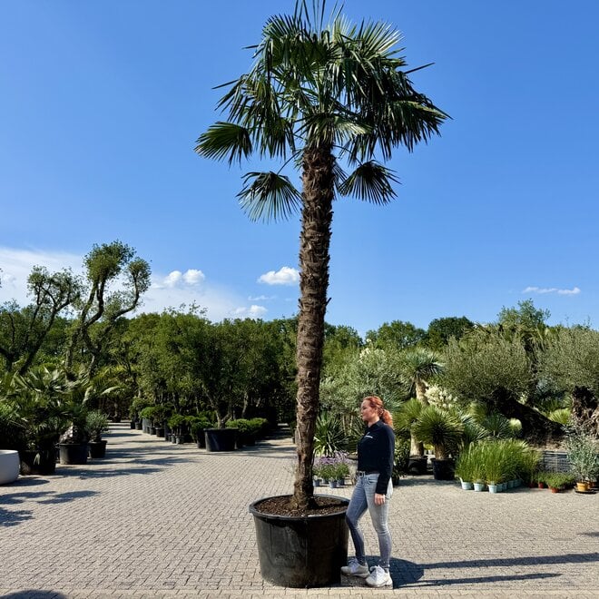 Trachycarpus fortunei (Chinese henneppalm) 440 cm stamhoogte