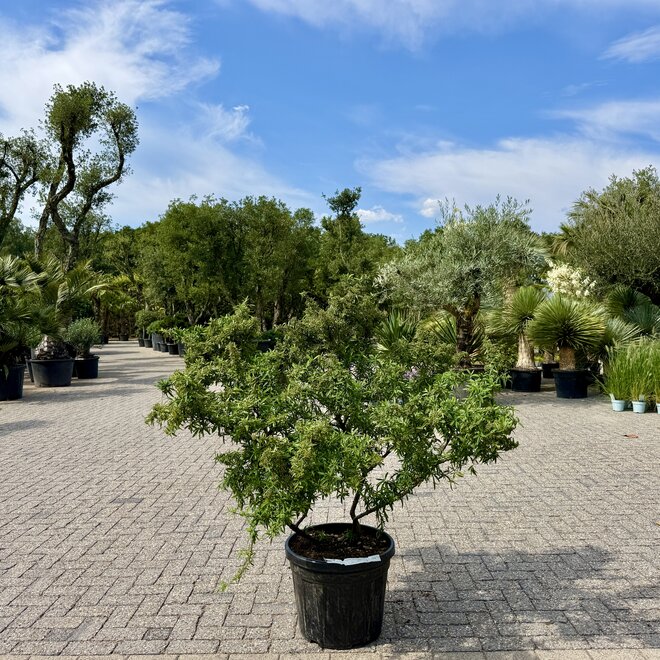 Pyracantha 'Navaho' meerstammig