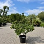 Pyracantha 'Navaho' meerstammig