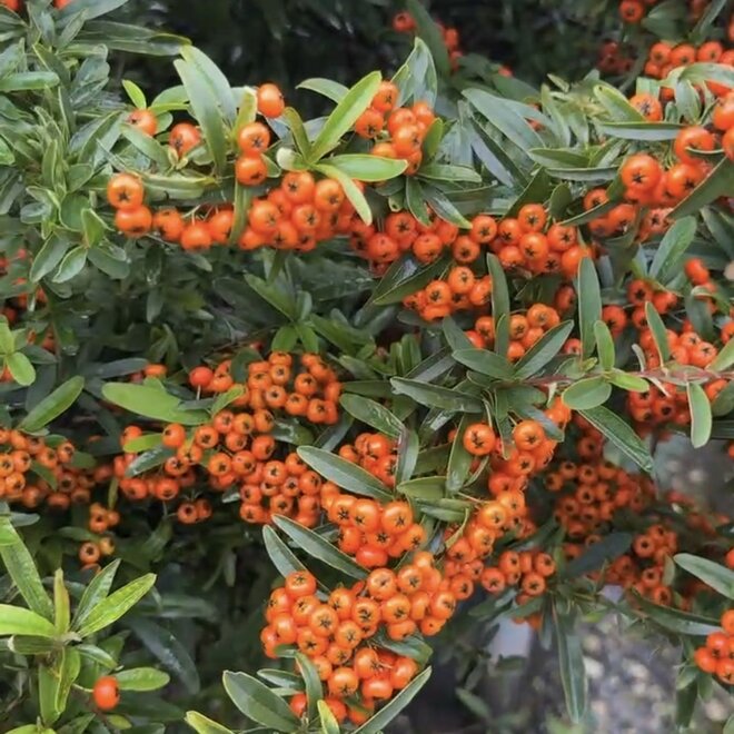 Pyracantha 'Navaho' meerstammig
