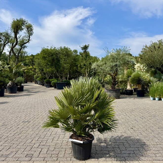 Chamaerops humilis Vulcano 60/80 cm