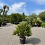Chamaerops humilis Vulcano 60/80 cm