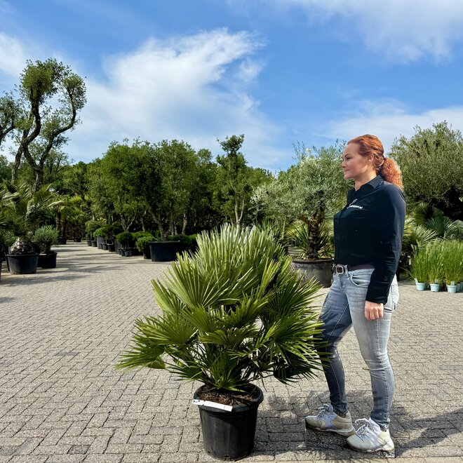 Chamaerops humilis Vulcano 60/80 cm