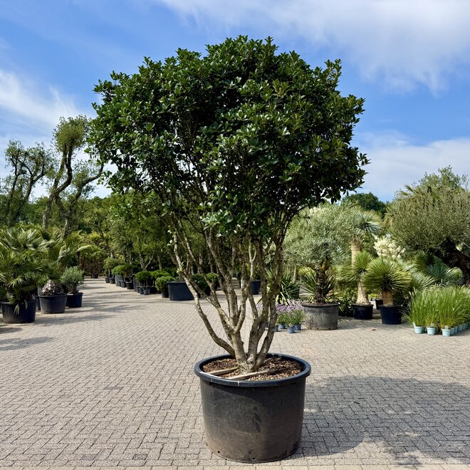 Meerstammige Osmanthus ilicifolius (Schijnhulst) 240/260 cm