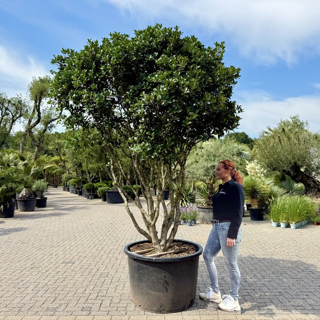 Meerstammige Osmanthus ilicifolius (Schijnhulst) 240/260 cm