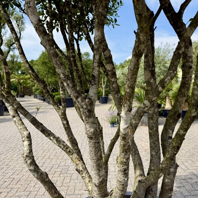 Meerstammige Osmanthus ilicifolius (Schijnhulst) 240/260 cm