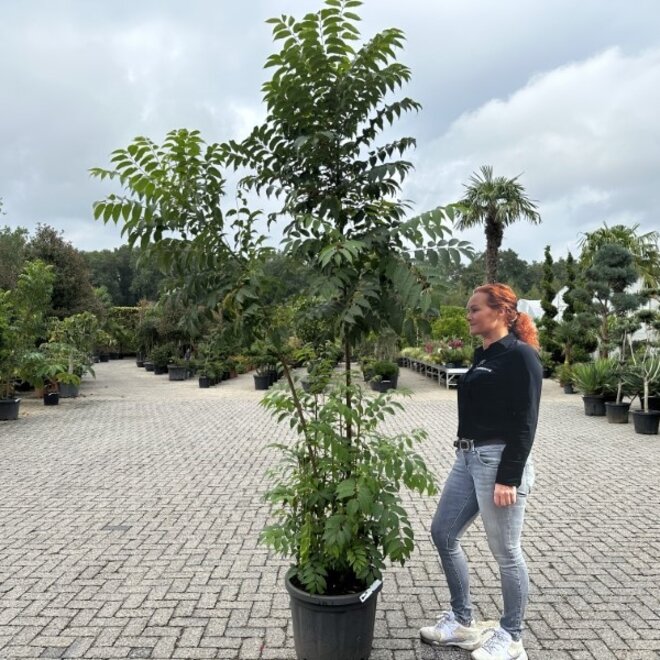 Toona sinensis Flamingo