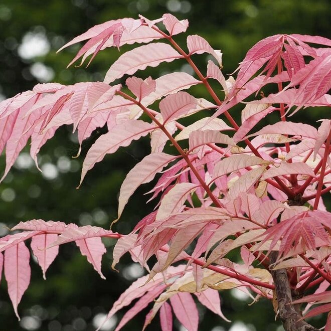 Toona sinensis Flamingo