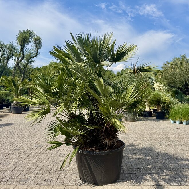 Chamaerops humilis meerstammig