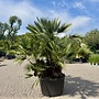 Chamaerops humilis (Europese dwergpalm) meerstammig