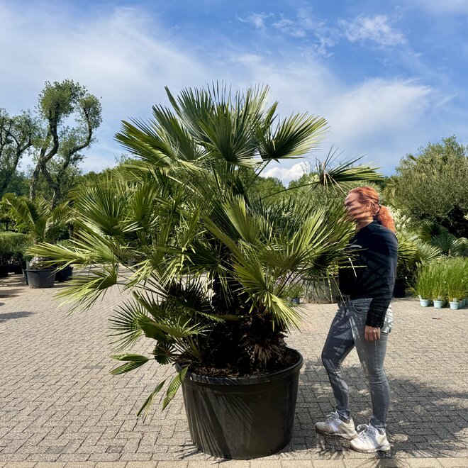 Chamaerops humilis (Europese dwergpalm) meerstammig