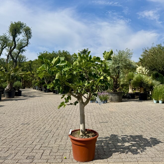 Vijgenboom (Ficus carica) 20/25 cm stamomtrek