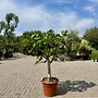 Vijgenboom (Ficus carica) 20/25 cm stamomtrek