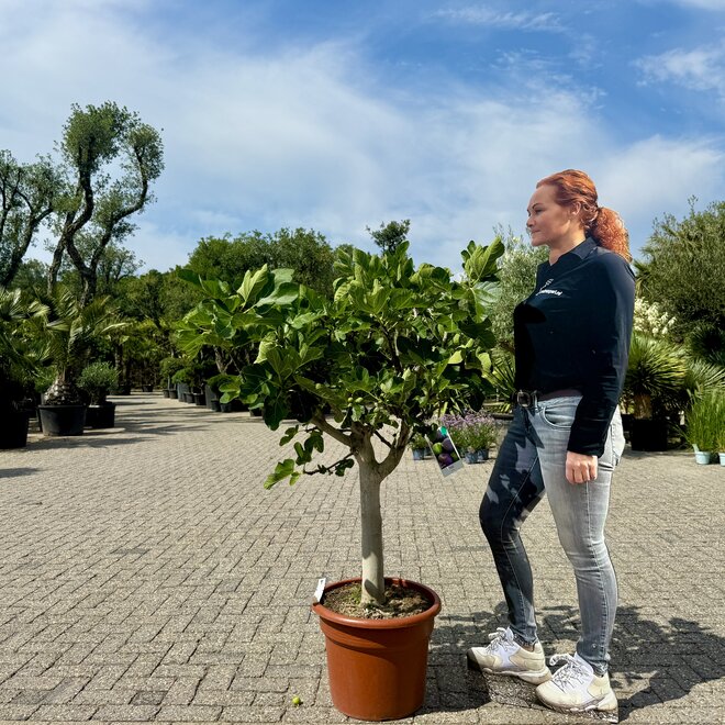 Vijgenboom (Ficus carica) 20/25 cm stamomtrek