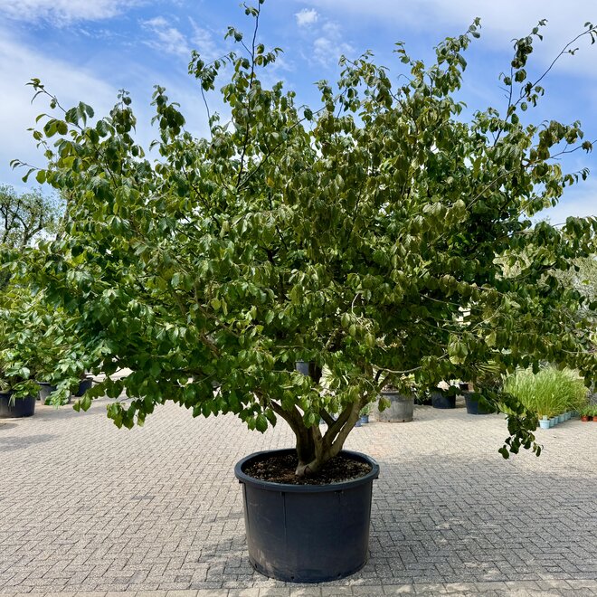 Parrotia persica meerstammig