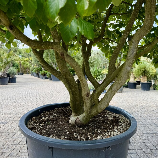 Parrotia persica meerstammig