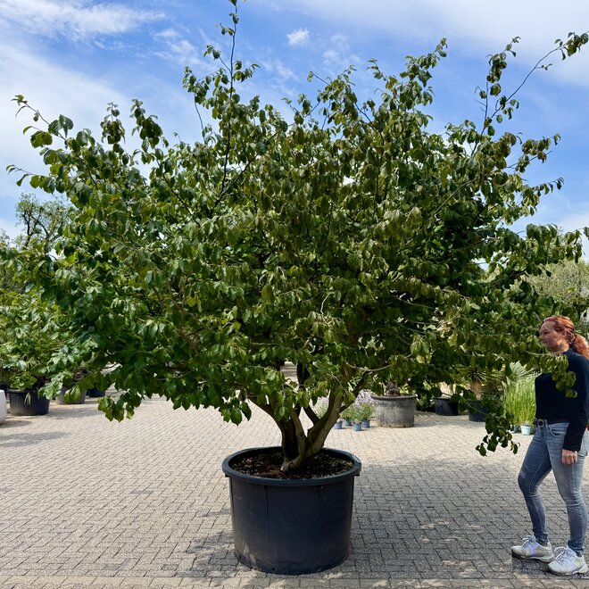 Parrotia persica meerstammig